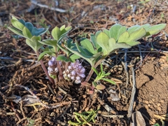 Hydrophyllum alpestre