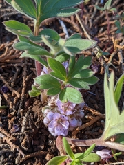 Hydrophyllum alpestre