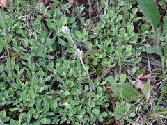 Antennaria virginica