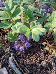 Hydrophyllum alpestre