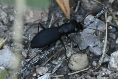 Dromochorus belfragei