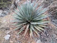 Agave potrerana