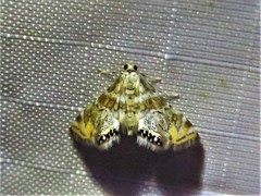 Petrophila heppneri