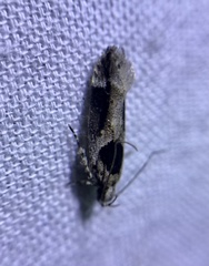 Pseudochelaria
