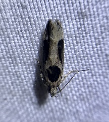Pseudochelaria