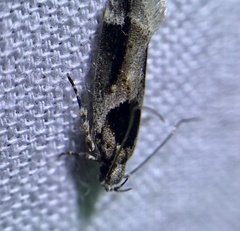 Pseudochelaria