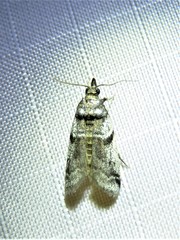 Amyelois transitella