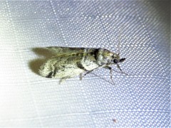 Amyelois transitella