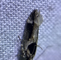 Pseudochelaria