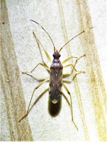 Ozophora depicturata photo 3