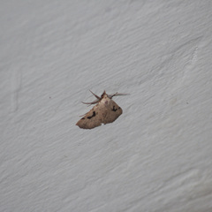 Herminodes concatenalis