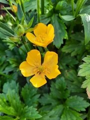 Ranunculus repens