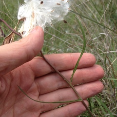 Asclepias fournieri