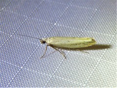 Ypsolopha ochrella