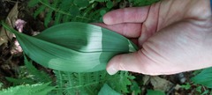 Veratrum parviflorum