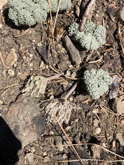 Oreonana vestita