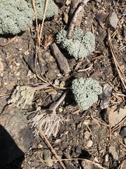 Oreonana vestita