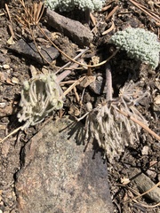 Oreonana vestita