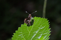 Sabera caesina