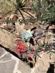 Calliandra californica