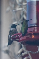 Selasphorus calliope