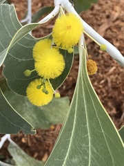 Acacia