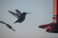 Selasphorus calliope