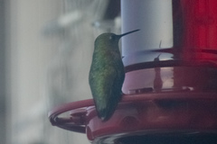 Selasphorus calliope