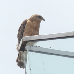 Buteo lineatus