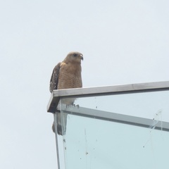 Buteo lineatus