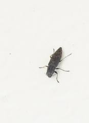 Spectralia gracilipes