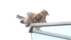 Buteo lineatus
