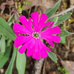 Silene hookeri