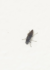 Spectralia gracilipes