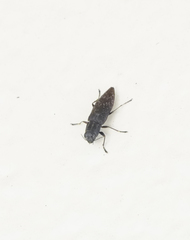 Spectralia gracilipes