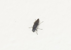 Spectralia gracilipes