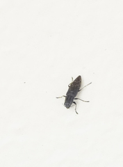 Spectralia gracilipes