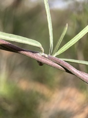 Leichhardtia australis