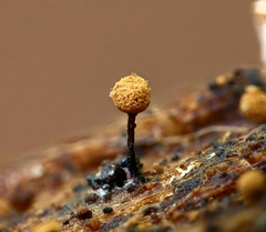 Cribraria rufa
