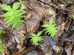 Phegopteris connectilis