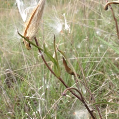 Asclepias fournieri