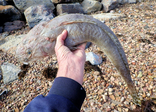 Bluespot flathead (Platycephalus speculator) — Platycephalidae — 2