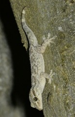 Tarentola americana