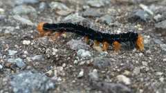 Lepidoptera