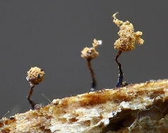 Cribraria rufa