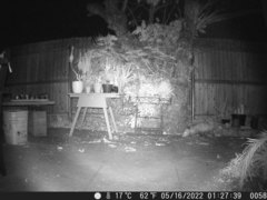 Didelphis virginiana