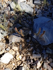 Castilleja cinerea