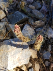 Castilleja cinerea