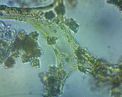 Cribraria rufa