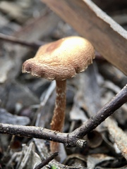Pholiota communis